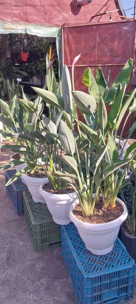 فروش عمده گل و گیاه آپارتمانی گلستان پگاه در رودسر